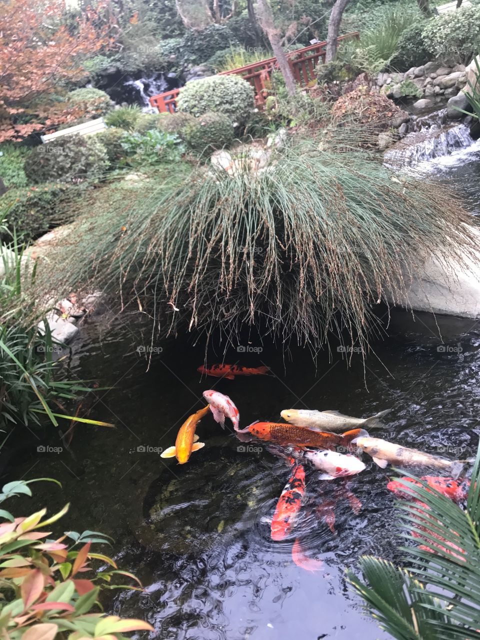 Koi in Water Garden with Foliage 