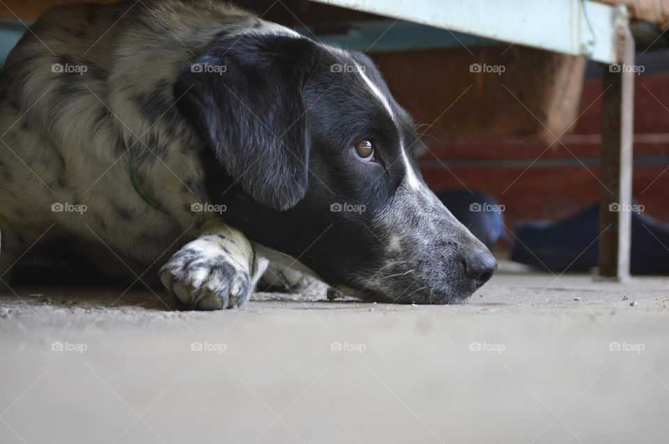 dog setter in thought rested his nose on the ground