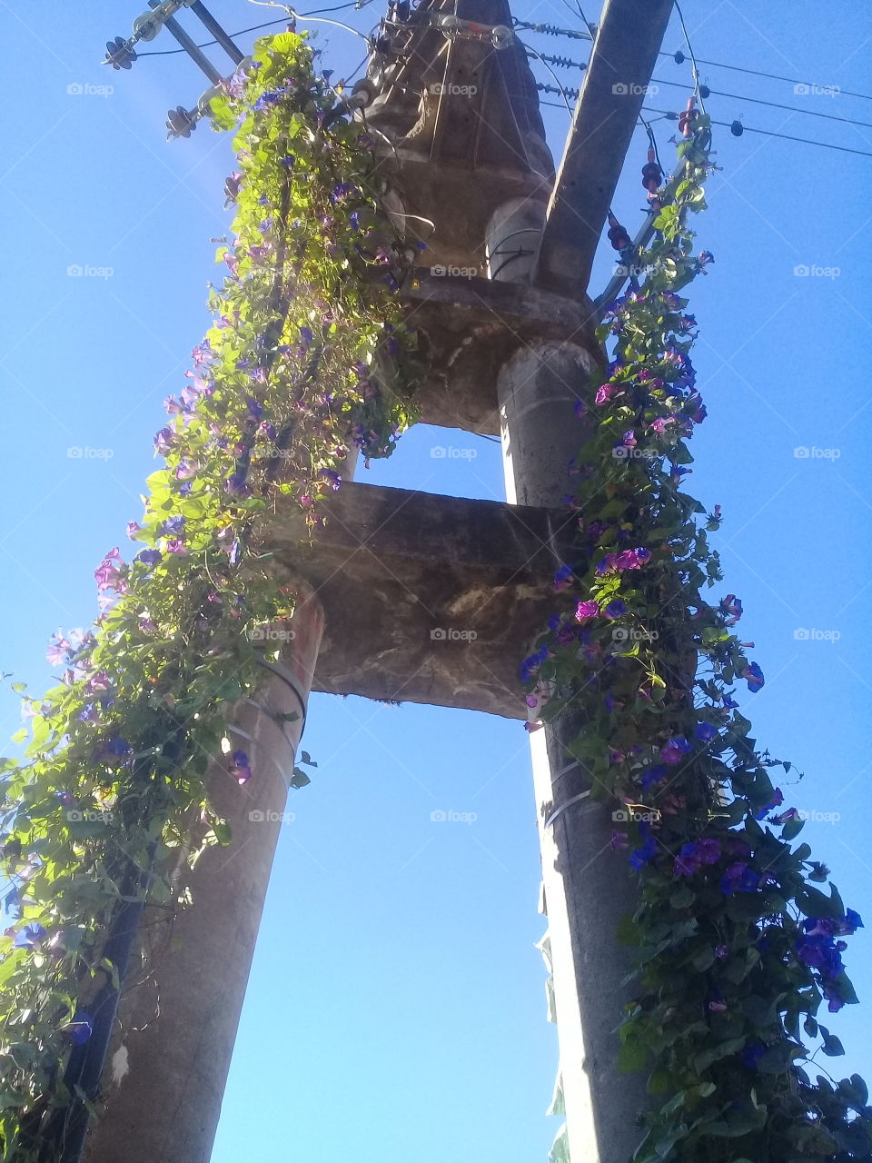 imagen de una enredadera florecida trepando por una torre de electricidad de alta tensión, cubriendola por completo.