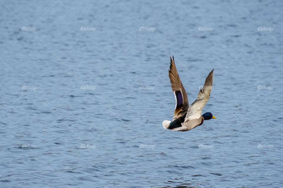 Duck mid-flight still shot as it flies away with its wings wide open. 