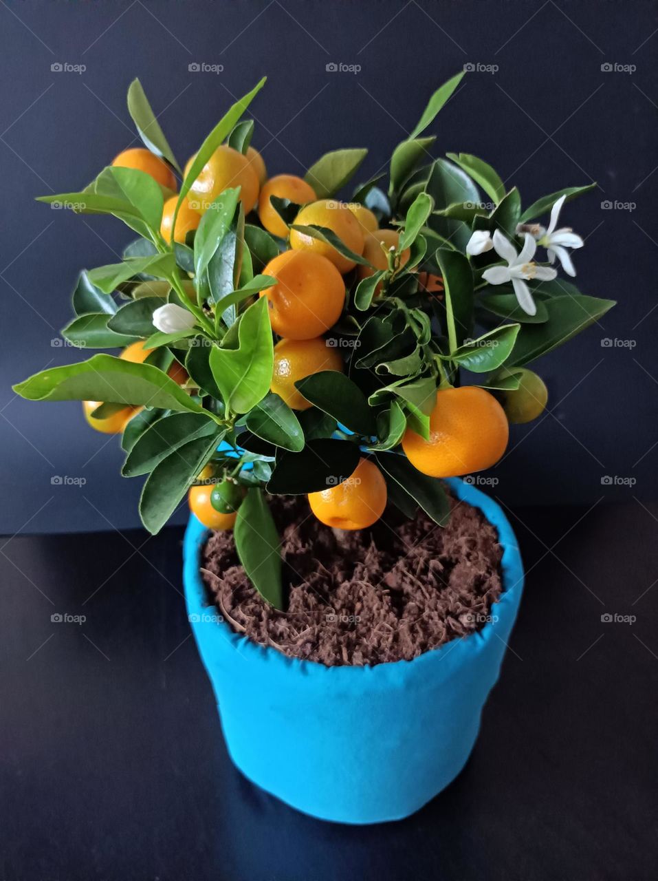 Tangerine tree