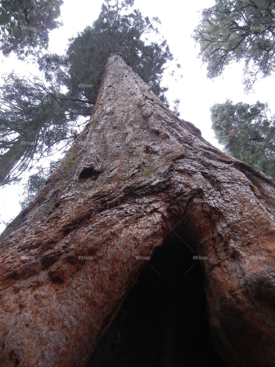 giant sequoia, California