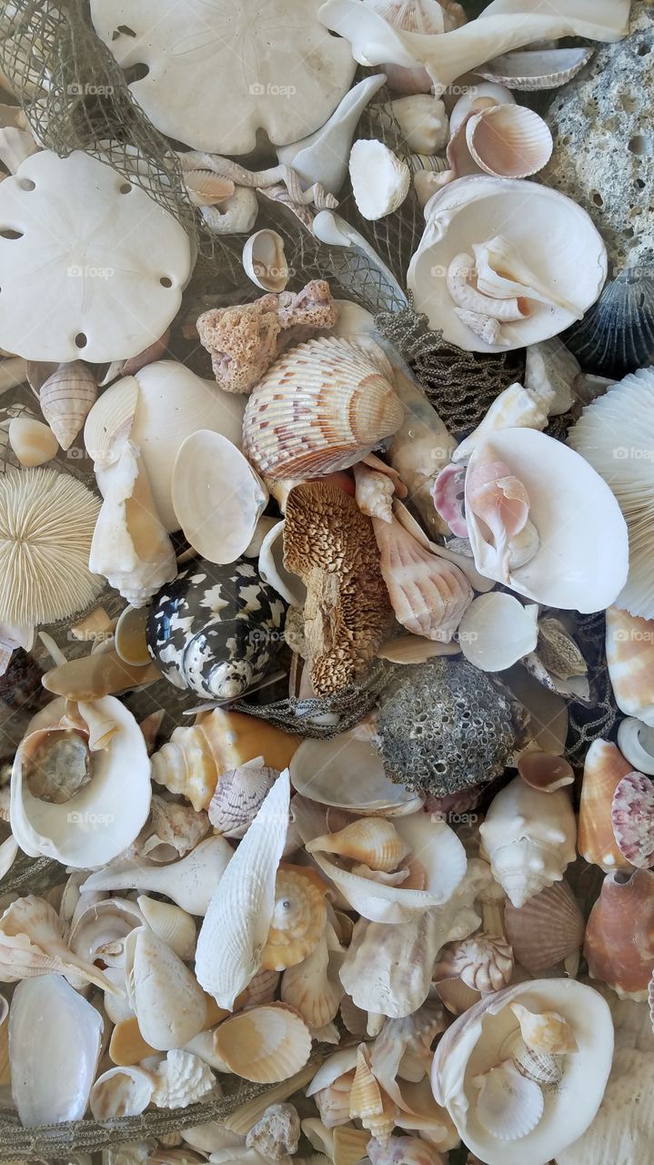 seashell collection with ssnd dollars and more.