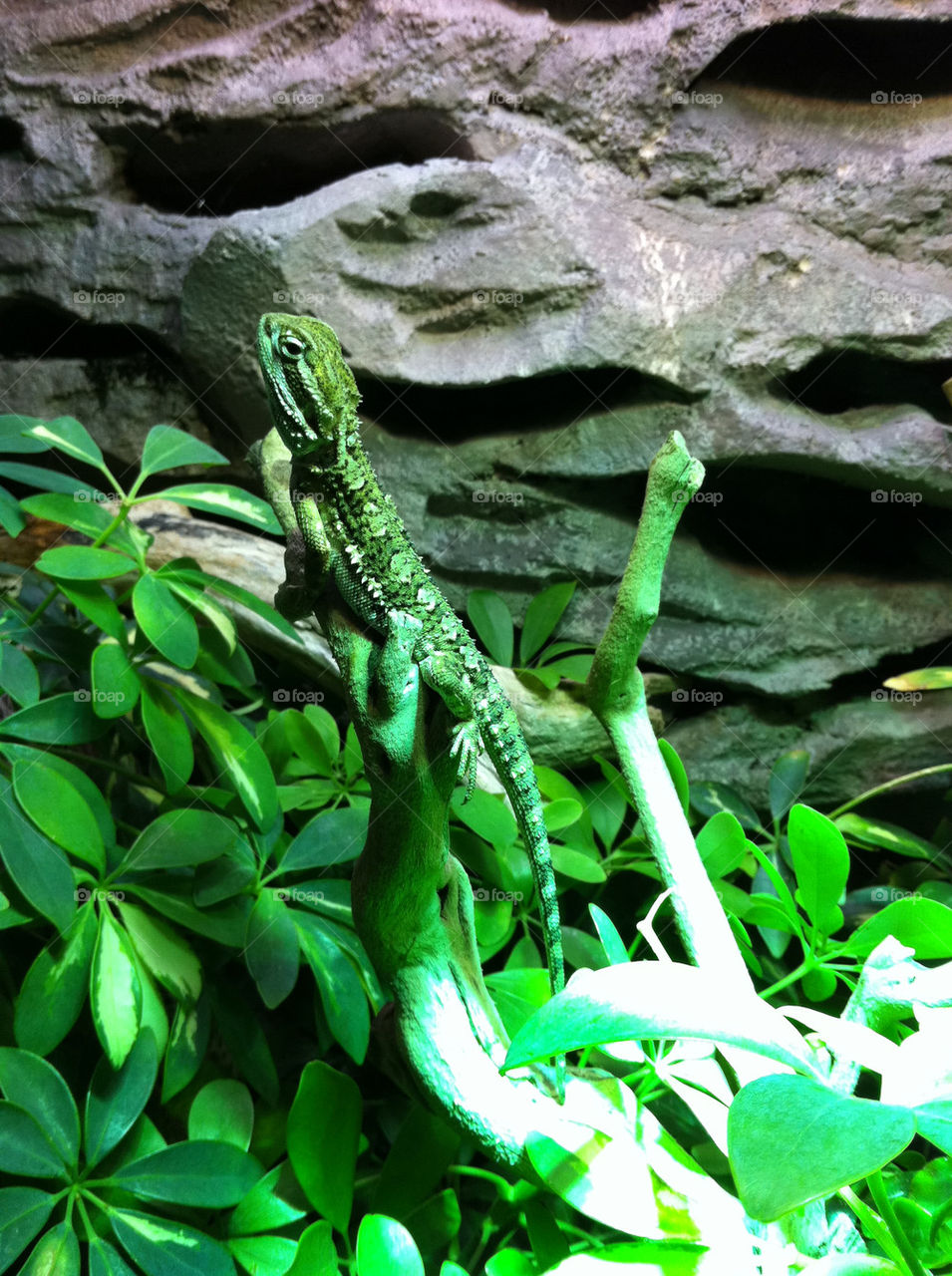 lizard saurian by geekz