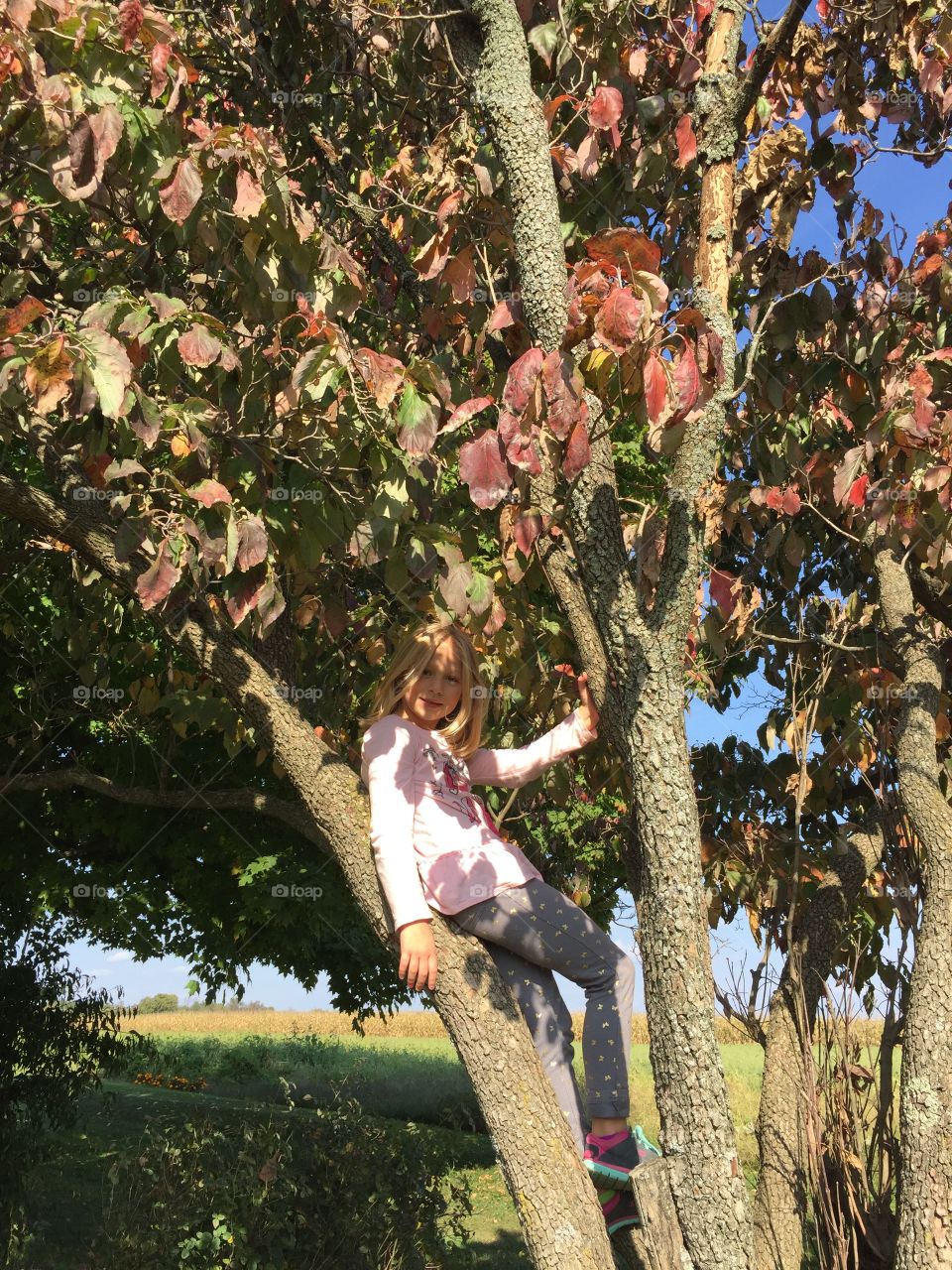 Climbing trees. Climbing a tree in our front yard