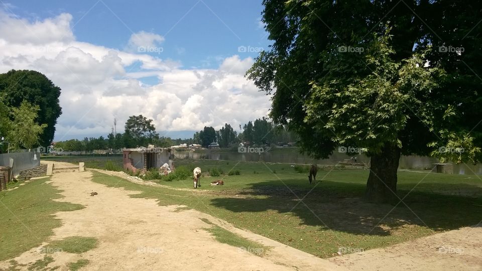 Tree, No Person, Grass, Outdoors, Landscape