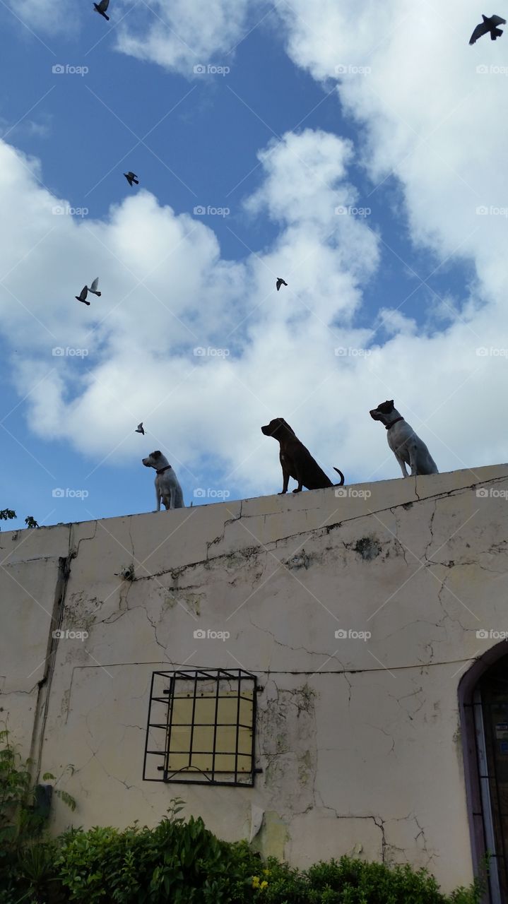 on guard. 3 homeless pitbulls st keep alert on the roof of an abandoned building in St Croix.