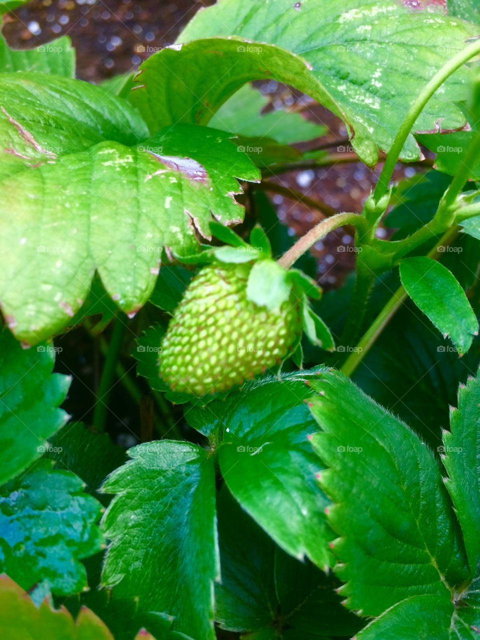 Green Strawberry