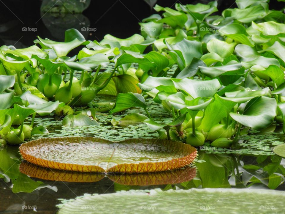 Nénuphar et plantes vertes sur l'eau dans un jardin botanique