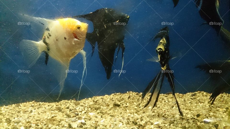 fish. aquarium