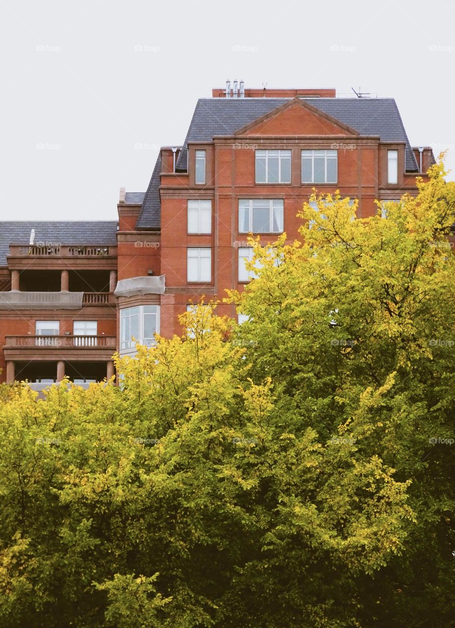 The trees and the orange building 