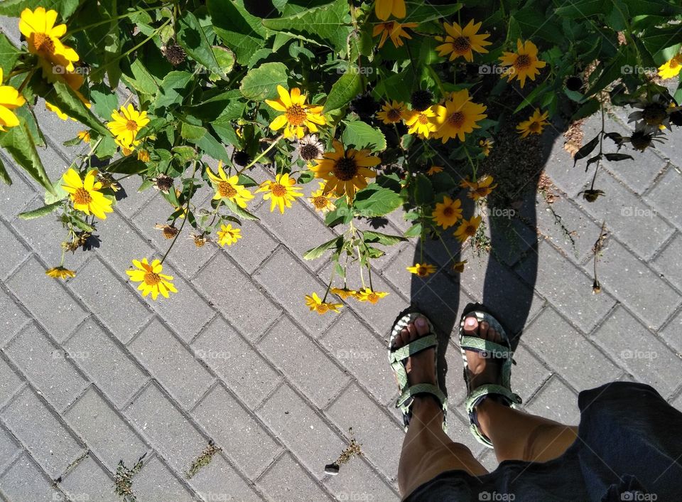 female legs walking on a street and yellow flowers top view