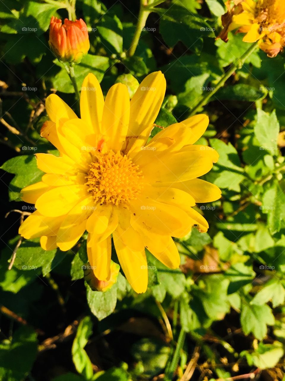 A beautiful yellow ray of sunshine in the woods of South Georgia!