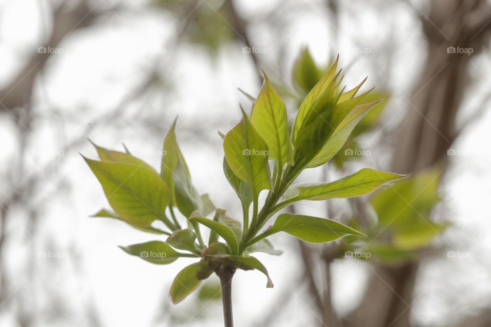 Green spring sprout on a tree.