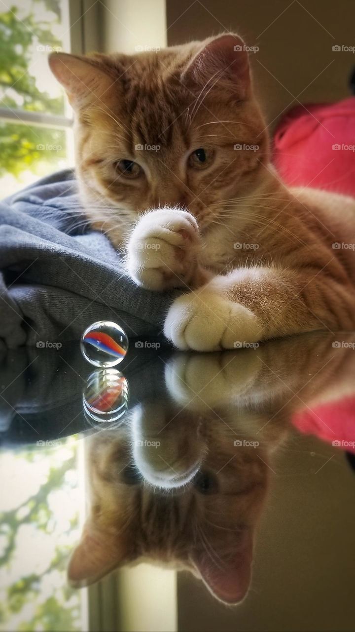 Kitten, Marble Reflected in a Mirror