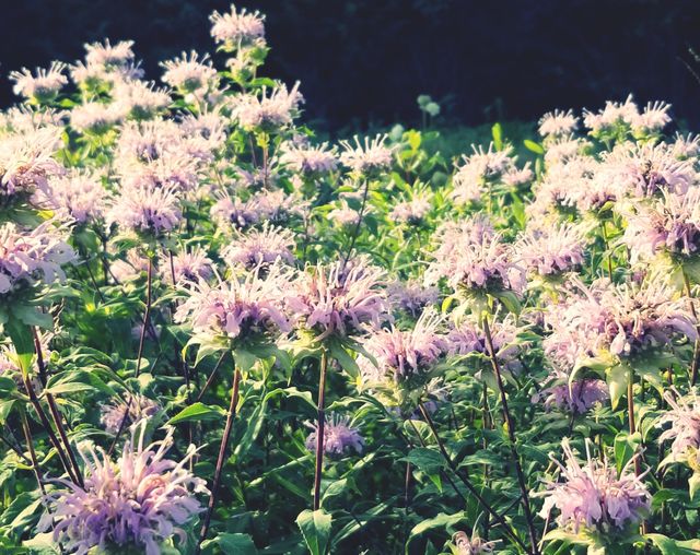 Wildflowers