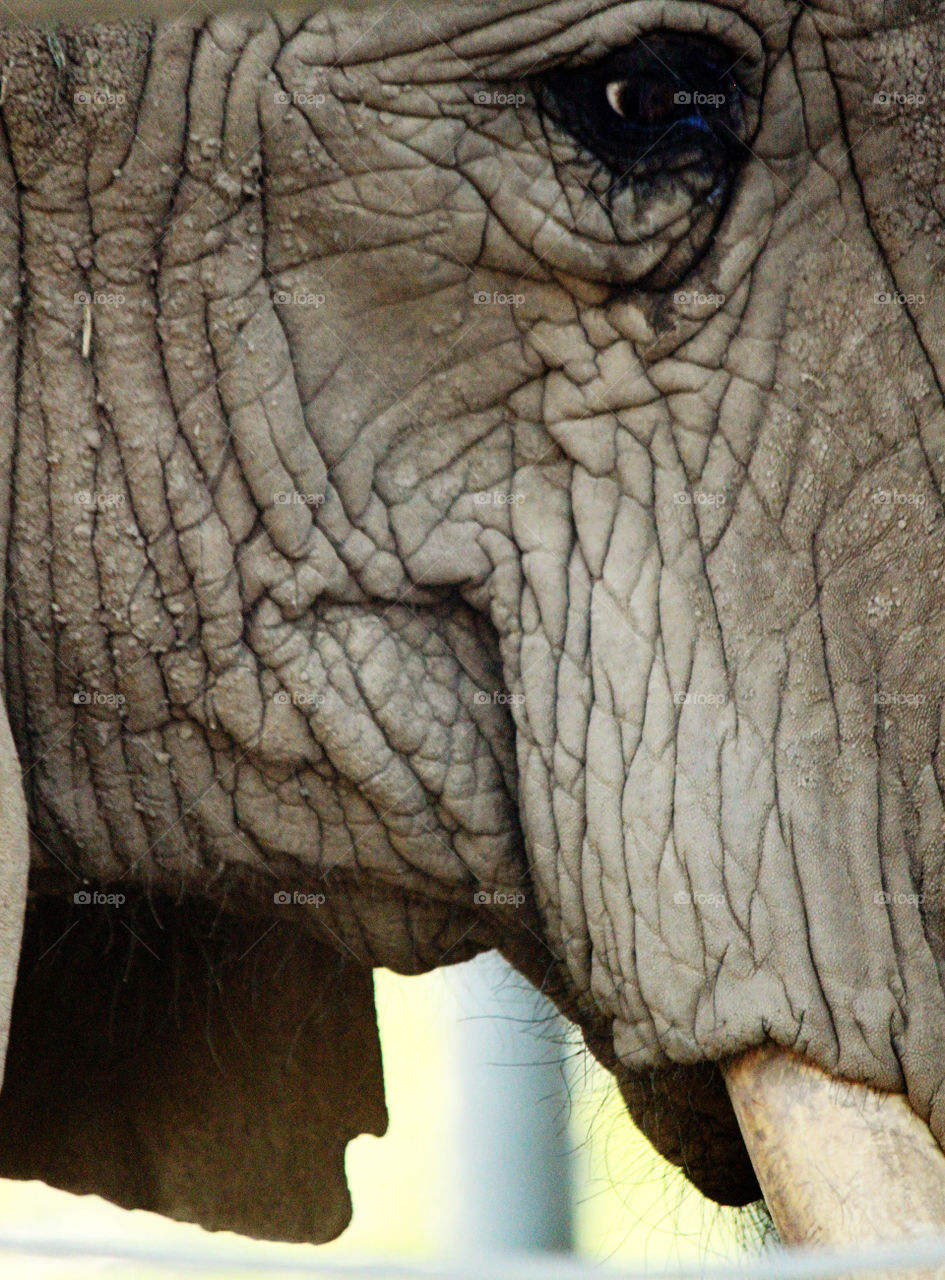 Close-up elephant skin