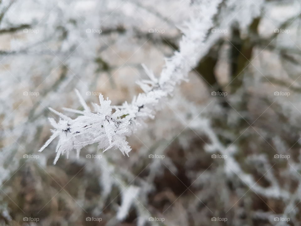 Frozen branch