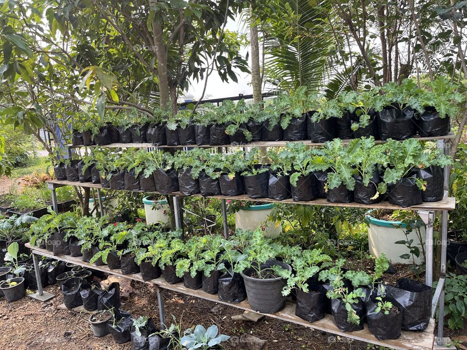 Plant Plants to Celebrate Earth Day, Thailand.