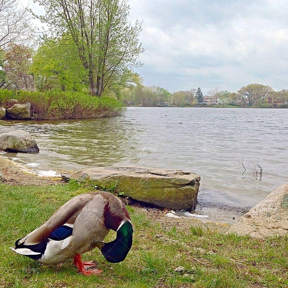 Me. Mallard visits Spy Pond