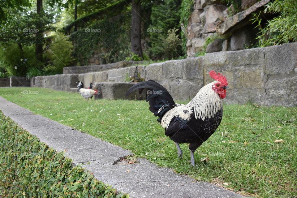 A cock in public garden