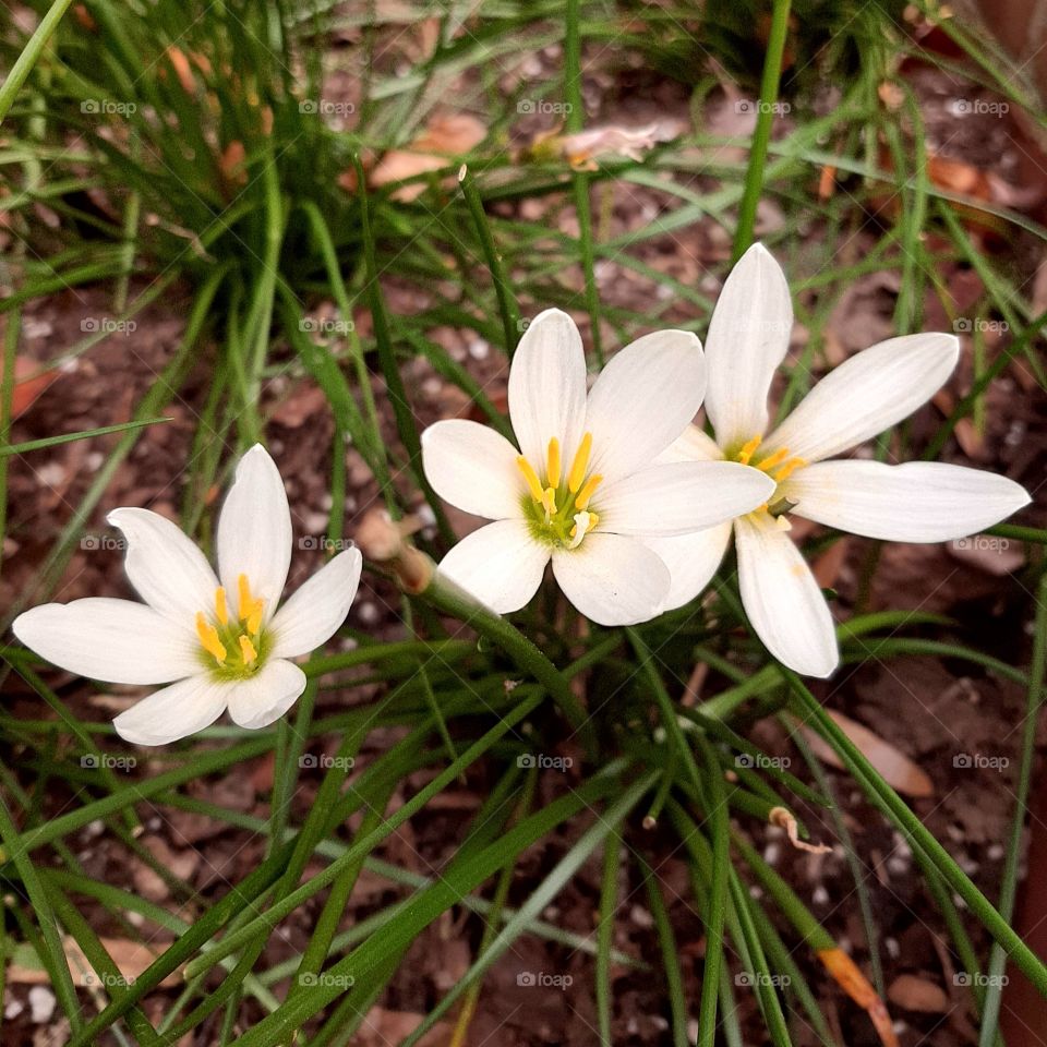 Autumn zephyrlily.  s-HOPE.