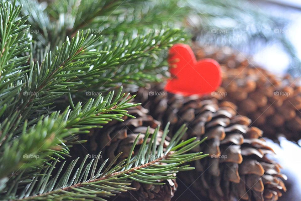 green fir branch and heart winter holiday