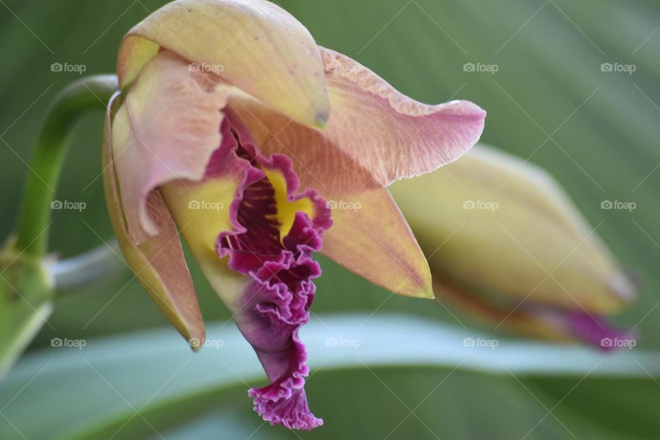 Beautiful orchid/Linda orquídea.