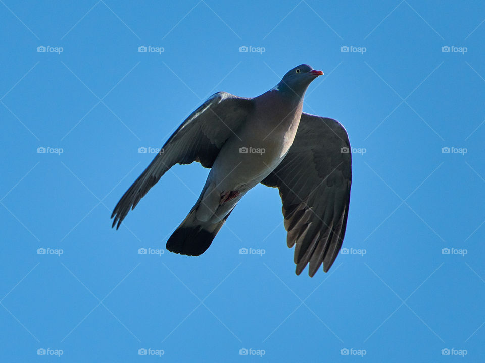 Pigeon flying over blue sky in Finland