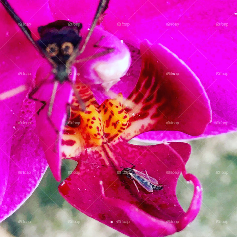 The world of insects inside an orchid!  What if we saw more of the little things within the more apparent ones? / O mundo dos insetos dentro de uma orquídea! E se enxergássemos mais as pequenas coisas dentro das mais aparentes?