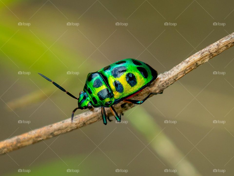 Beautiful Green Jewel Bug