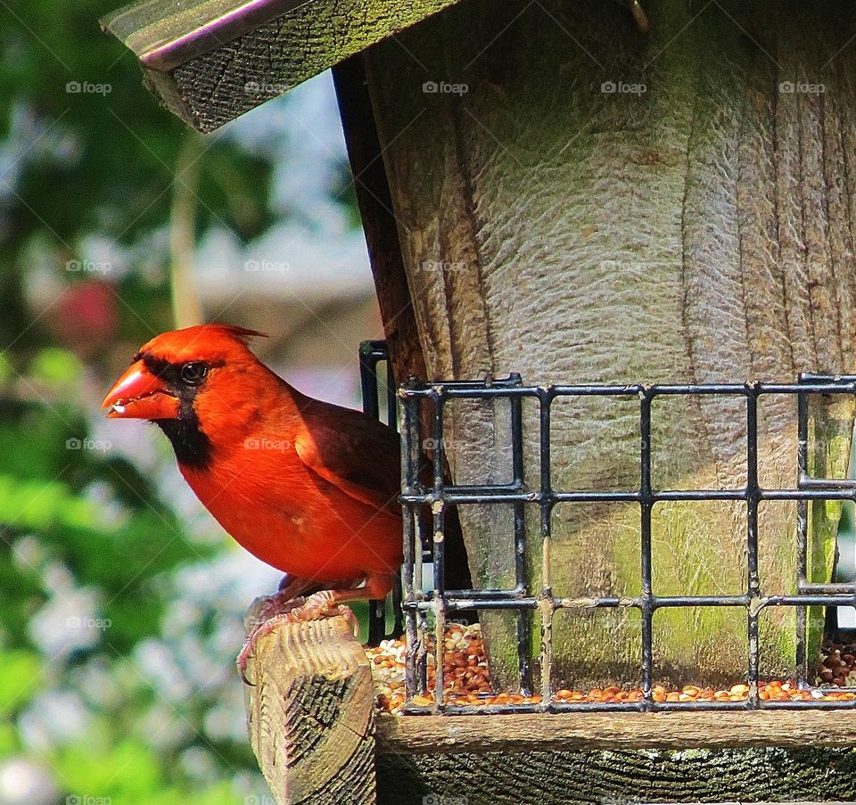 Red bird and bird feeder