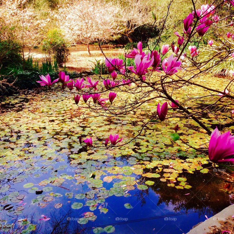 Lily pond