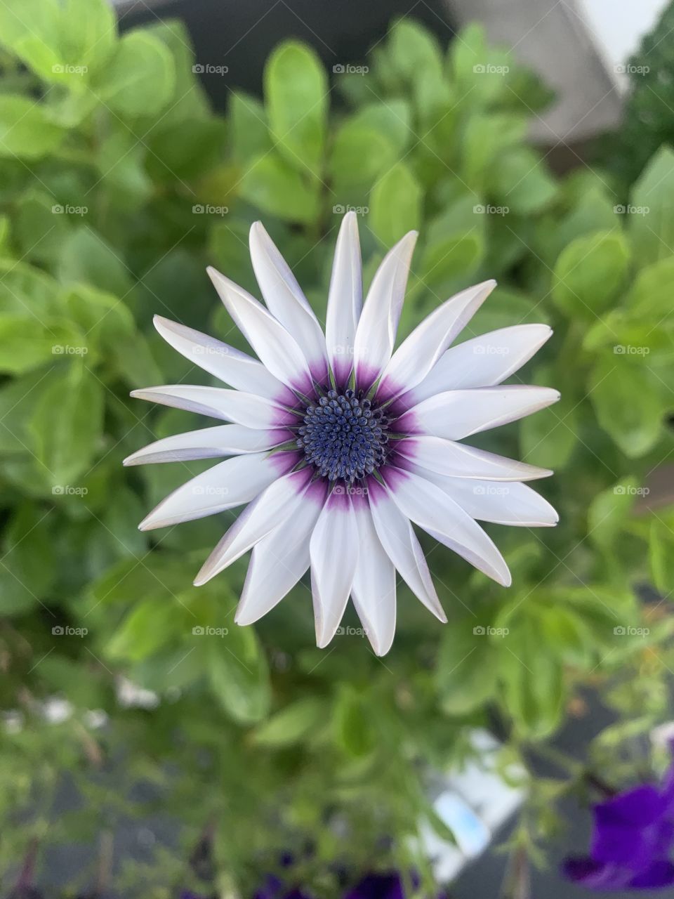 Beautiful white blue-eyed African daisy flower