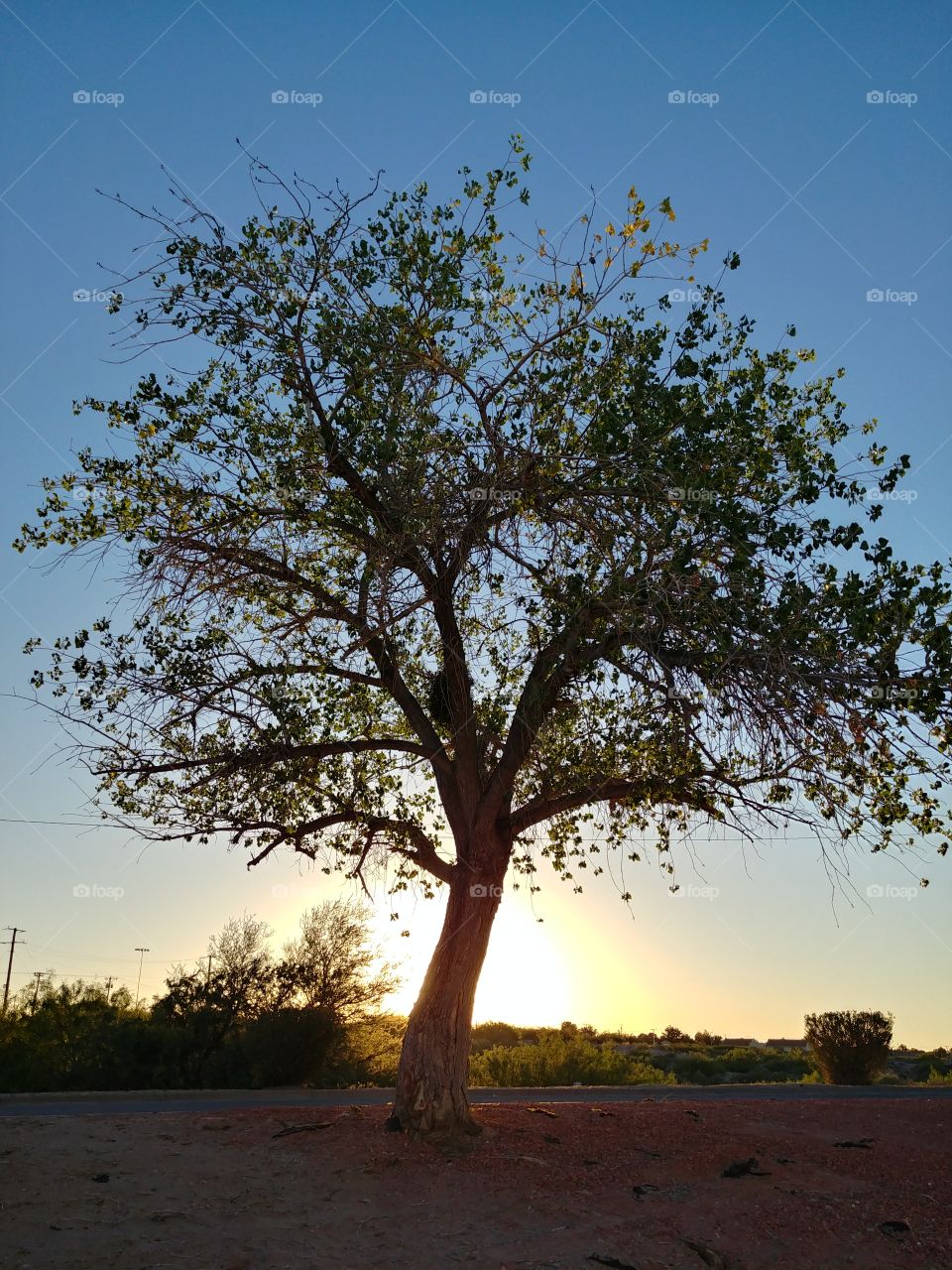 tree in setting sun