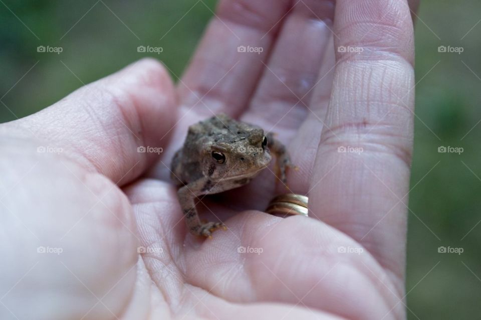 Little toad
