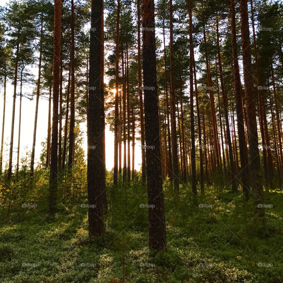 Forest in Finland