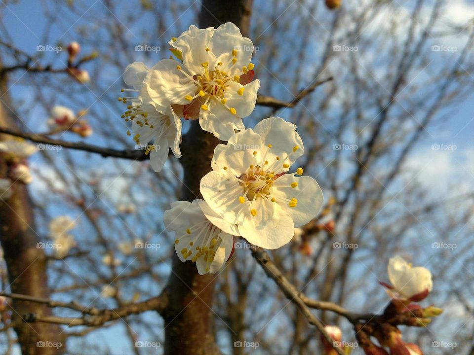 Apricot flower.