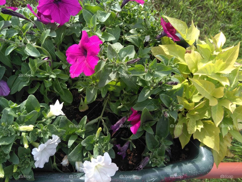 flowers in the pot on a street summer time