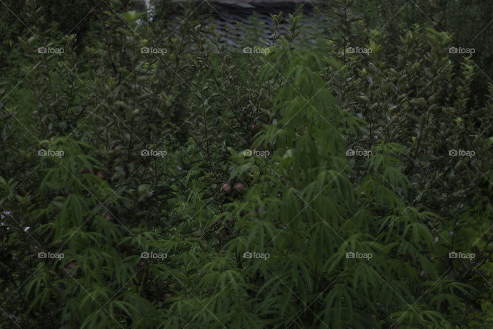 Look at the size of apple tree and marijuana plants...