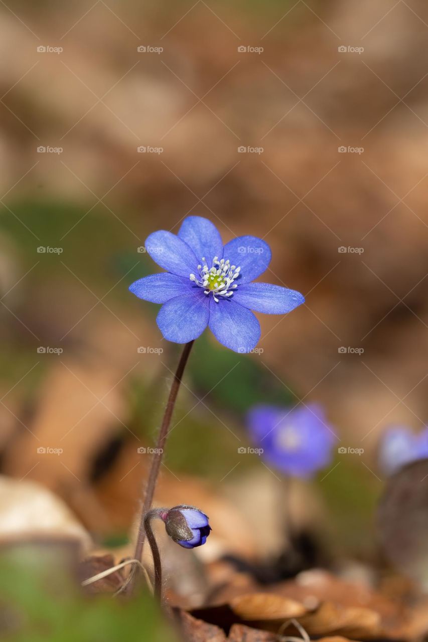 Close up or macro of a blue spring flower