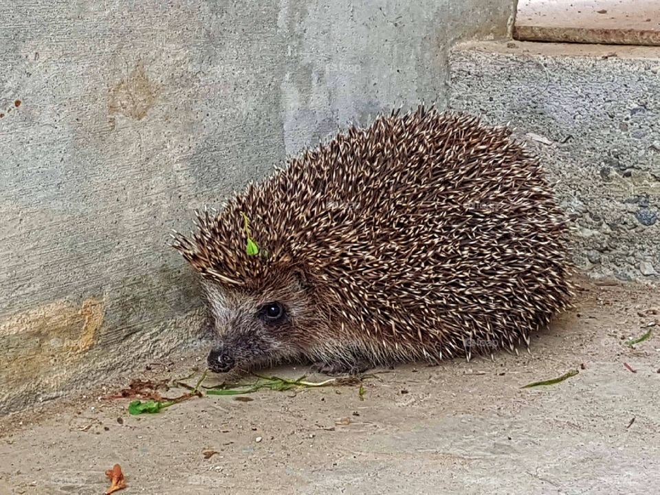 Tiny friend staying quietly and simply posing