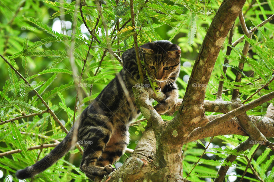 A moment when my pet cat is on a tree, exploring the environment.