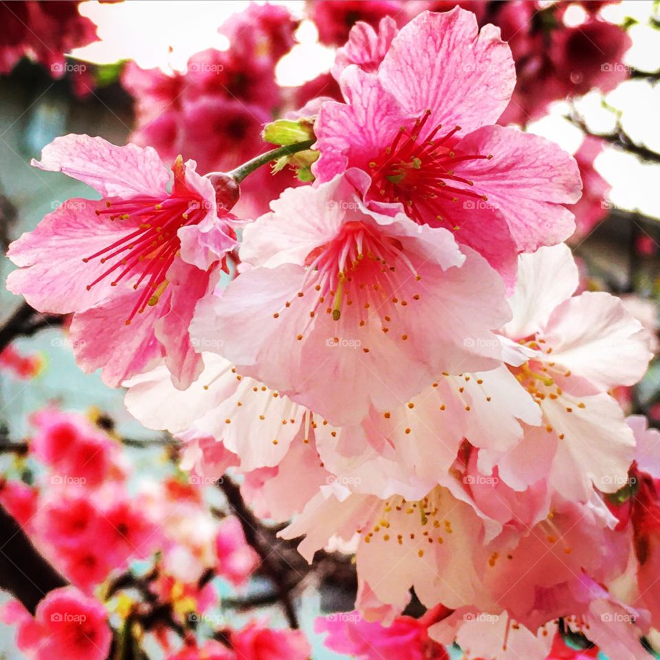 Spring is coming. Cherry blossoms are blooming to welcome the birds and the bees.  Let the party begin.