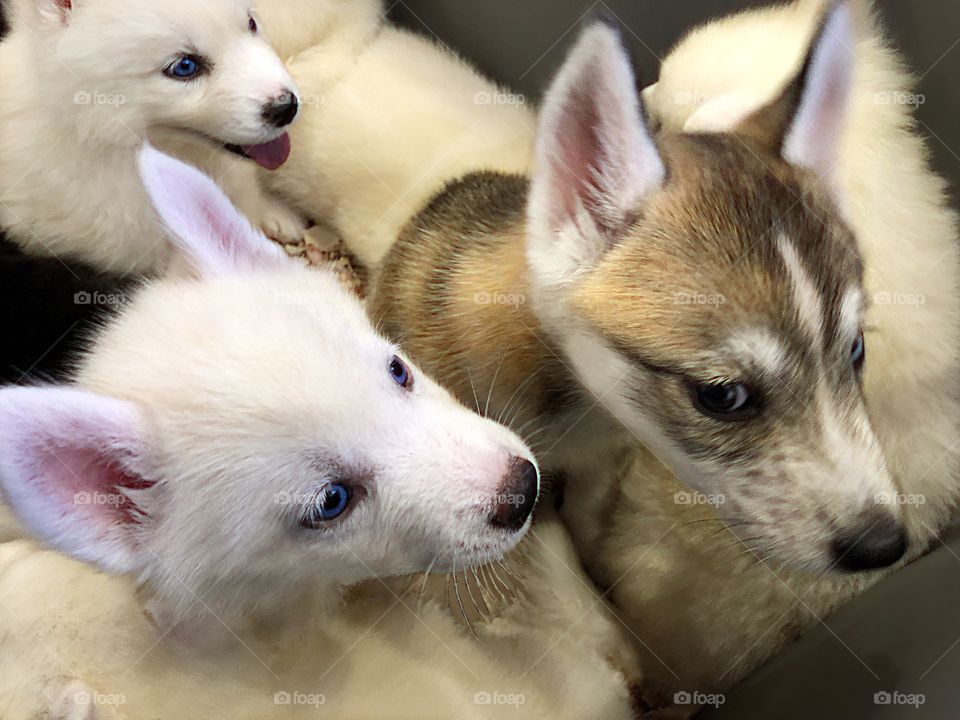 An adorable box of Husky puppies.