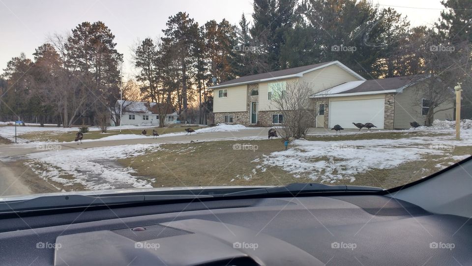 wild turkeys along the road in Minnesota.