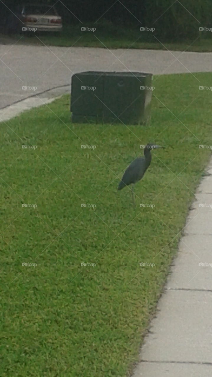 Small Crane Bird. Taking my morning walk and came across this bird. It looks like a small crane.