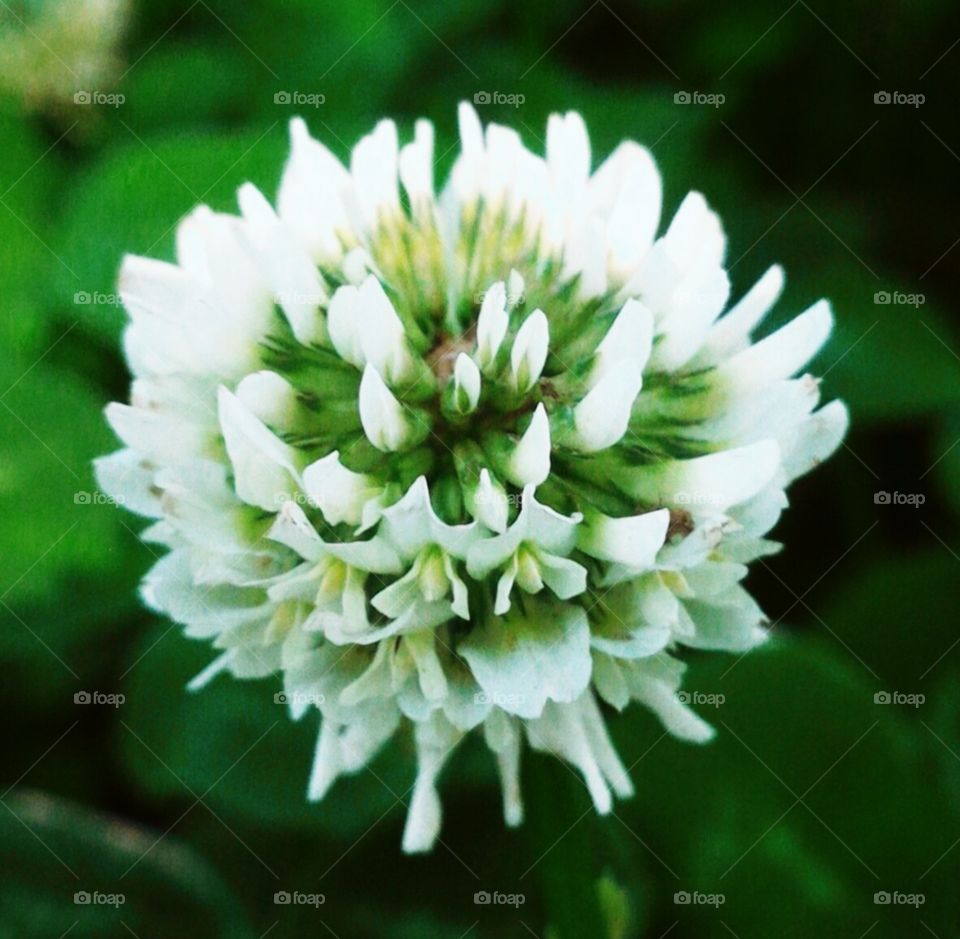 Close--up of a whiteflower.weed.