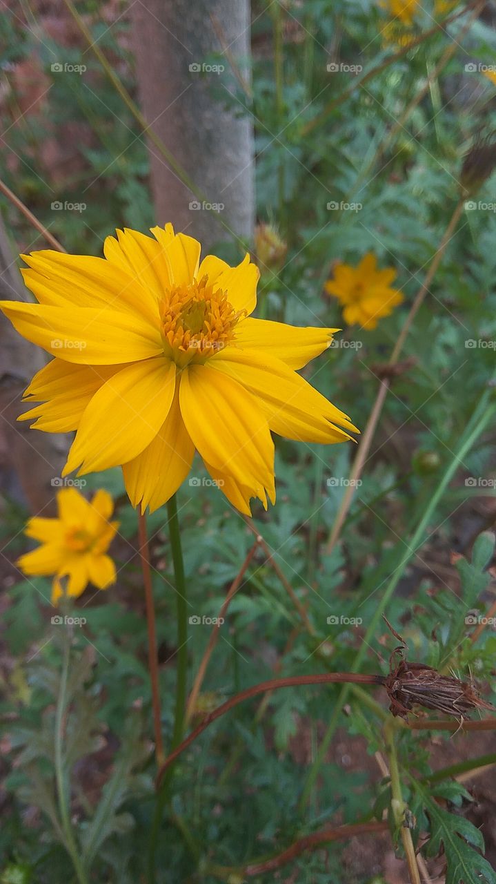 Yellow golden flower.. Garden Queen