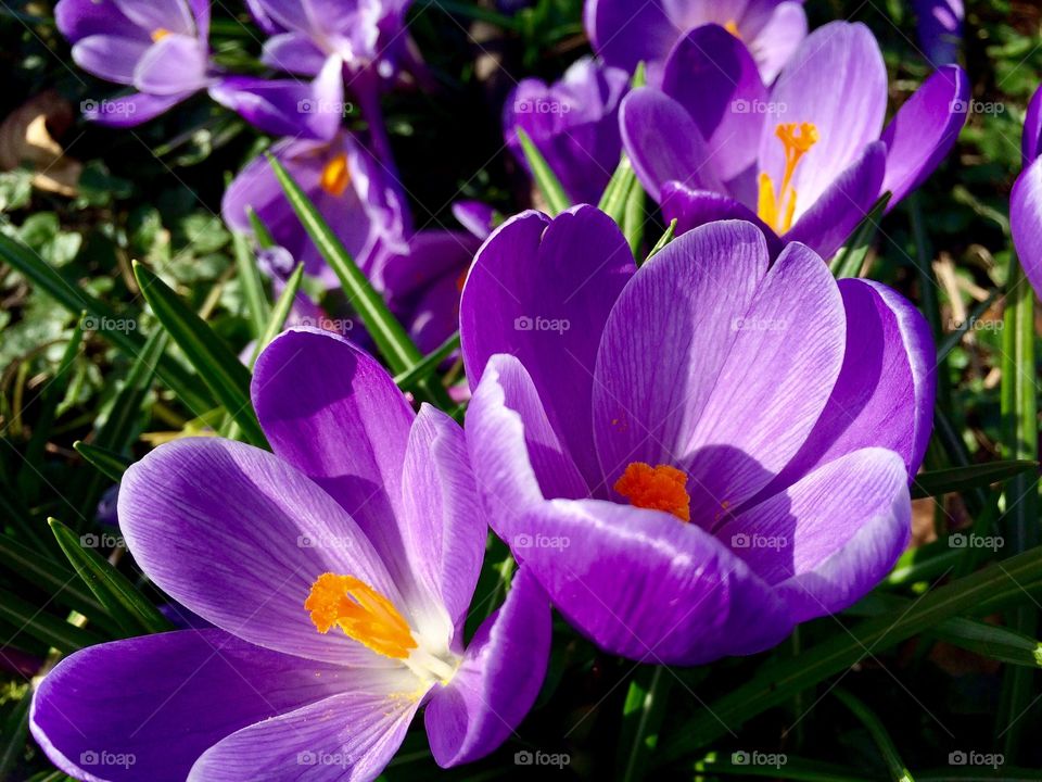 Purple flowers blooming in garden